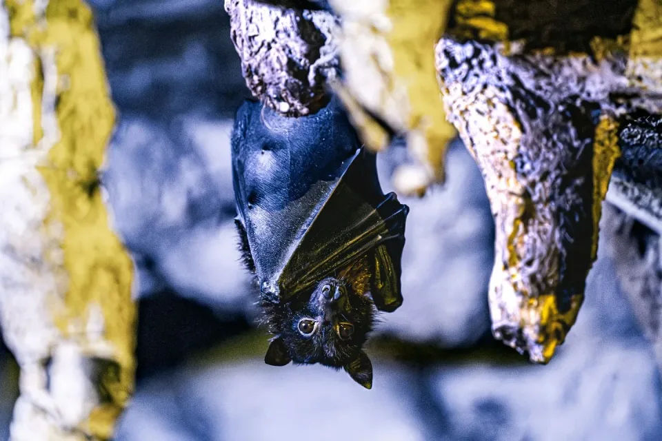 Bat — Pest Control