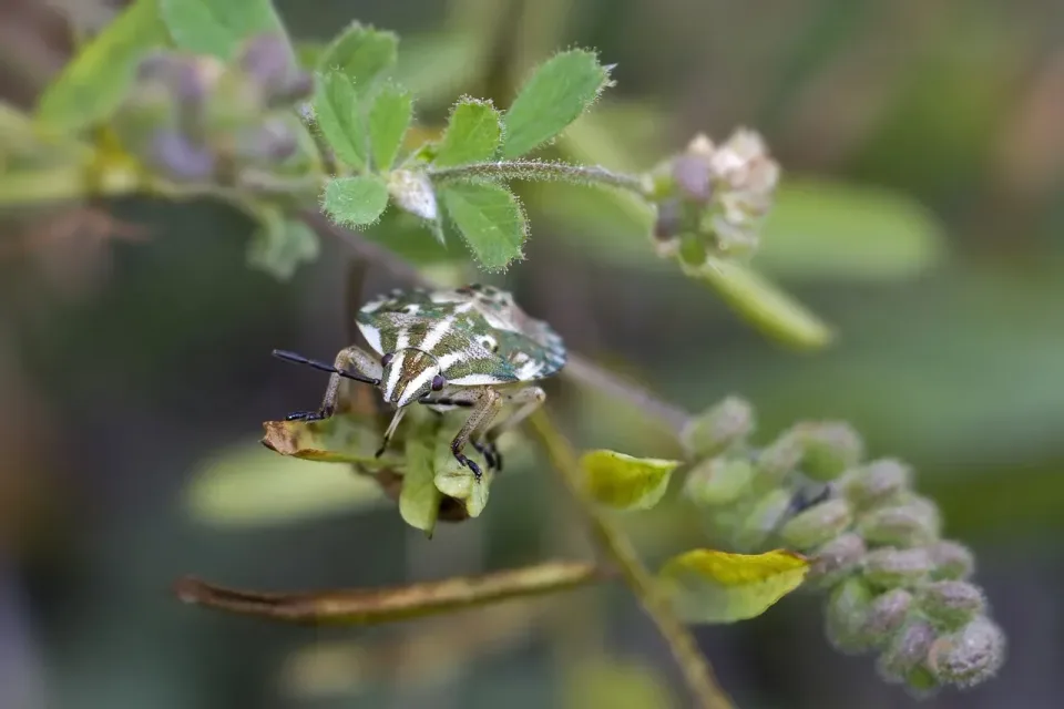 Stink Bug — Outdoor Stink Bug — Outdoor